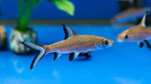 Shark silver / bala 7-9 cm