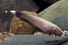 Knife fish black ghost golden 5-7 cm