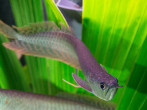 Arowana silver 15-20 cm