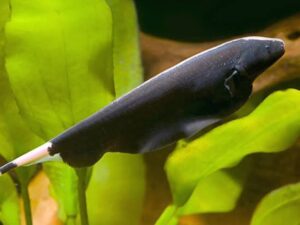 Knife fish black ghost 5-7 cm