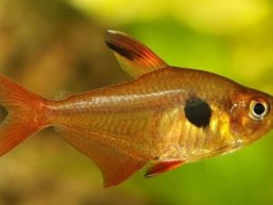 Tetra serpae 3-4 cm