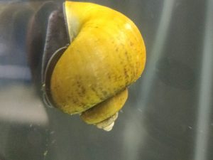 Snail apple 3-4 cm