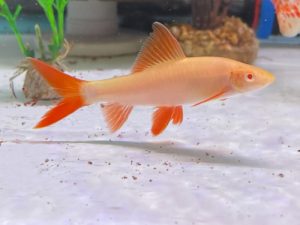 Shark rainbow albino 4-6 cm