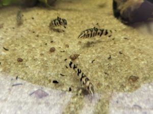 Loach pakistani 3-5 cm