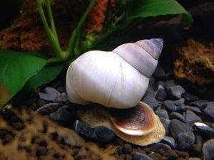 Snail wizard white 3-4 cm