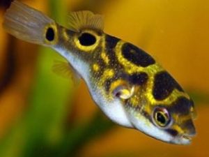 Pufferfish figure 8 3-4 cm