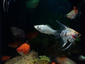 Fish