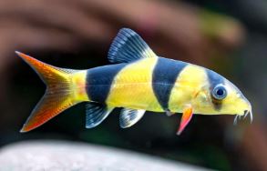 Loach clown 6-8 cm