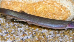 Loach khuli black 5-7 cm