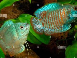 Gourami dwarf neon blue 4-6 cm