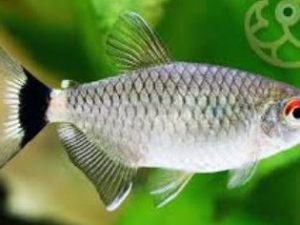 Tetra red eye 2-2.5 cm