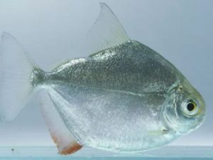 Silver dollar 6-8 cm