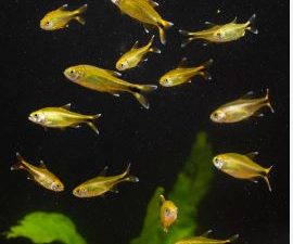 Tetra silver tip 2-2.5 cm