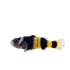 Goby bumblebee 2-3 cm