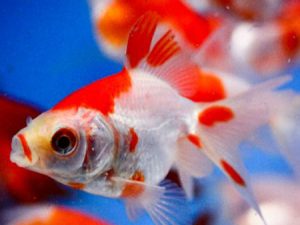 Fantail red & white 4-6 cm