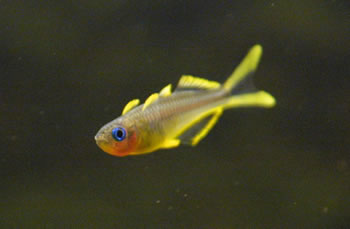 RAINBOW - FORKTAIL Mmm | Pre - Orders > Pre-orders local > Supplier 3 > FISH > TROPICAL > RAINBOWFISH for Sale Online