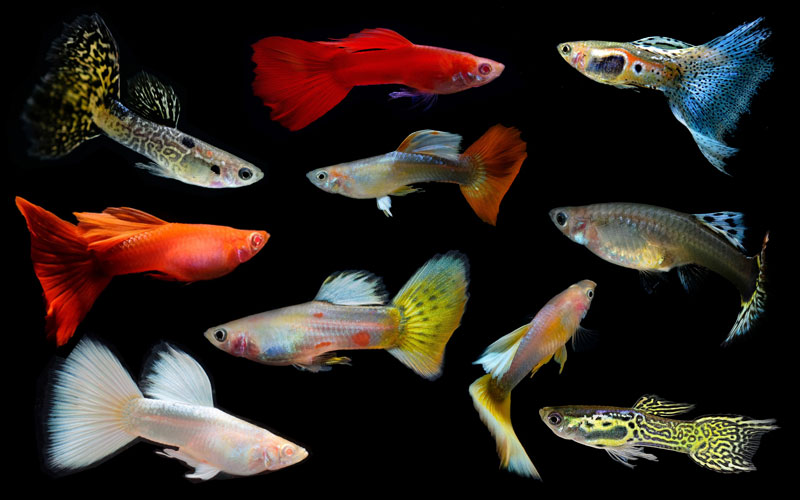 GUPPY MALE IMPORT ASSORTED LARGE Pre Orders Pre-orders
