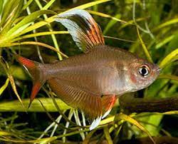 Rosy fin tetra