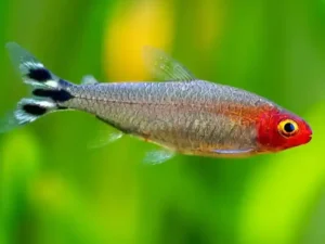 Tetra rummy nose 2-2.5 cm