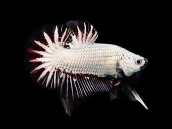 BETTA MALE PLAKAT HALF MOON BLACK DRAGON N/A Pre Orders Pre