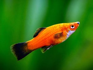 Pineapple plumtail platies