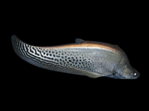 Clown knife fish 10cm