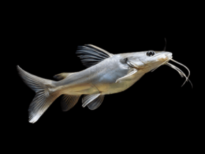 Pangasius hi-fin 4-6 cm