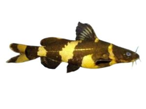 Bumble bee catfish 10cm