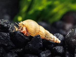 Malaysian trumpet snail large