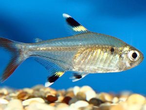 Xray tetra