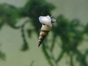Malaysian trumpet snail small