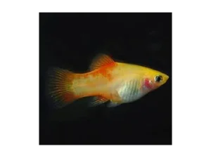 Pineapple plumtail platies