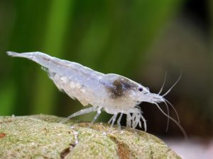Snowball shrimp