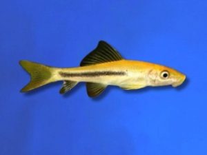 Algae eater marble 4-5 cm