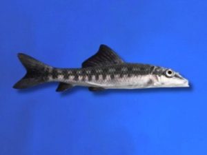 Algae eater normal 4-5 cm