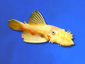 Ancistrus albino 3-4 cm