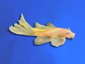 Ancistrus albino longfin 3-4 cm