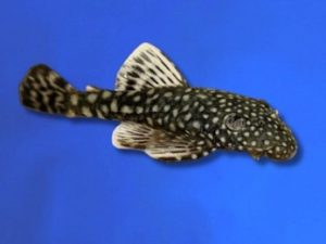 Ancistrus black 3-4 cm