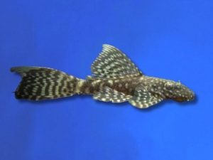 Ancistrus black longfin 3-4 cm