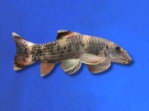 Garra rufa panda 3-5 cm