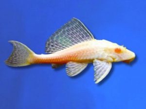 Pleco albino 4-6 cm