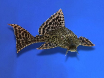 Pleco black 7-9 cm