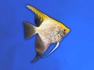 Angelfish golden 3-4 cm