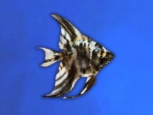 Angelfish marble black 3-4 cm