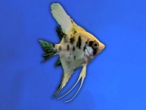 Angelfish marble golden 3-4 cm