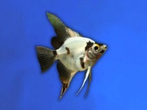 Angelfish panda 3-4 cm
