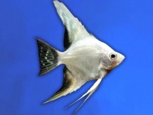Angelfish platinum 3-4 cm