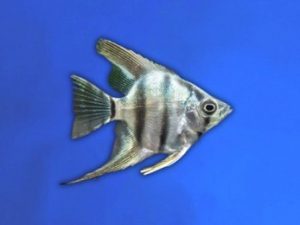 Angelfish zebra 3-4 cm