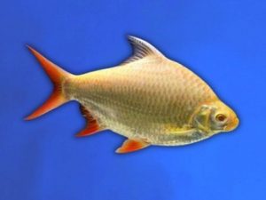 Barb tinfoil red tail golden 5-6 cm