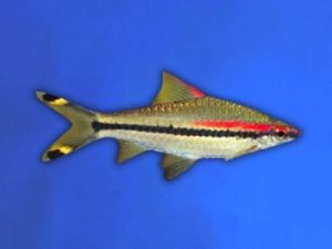 Barb torpedo / roseline 4-6 cm